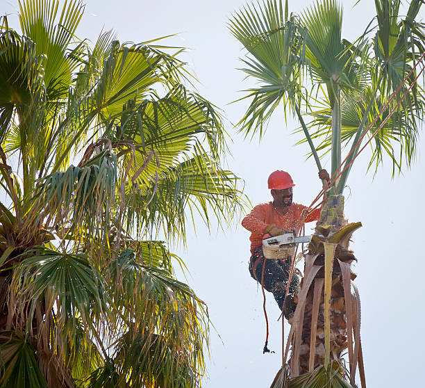 Tree Removal for Businesses in New Port Richey, FL